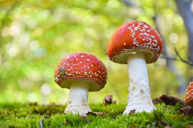 Champignons ©Ivan-AdobeStock_387091134