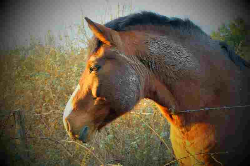 Cheval-Vendome--OT-CPV---2--2