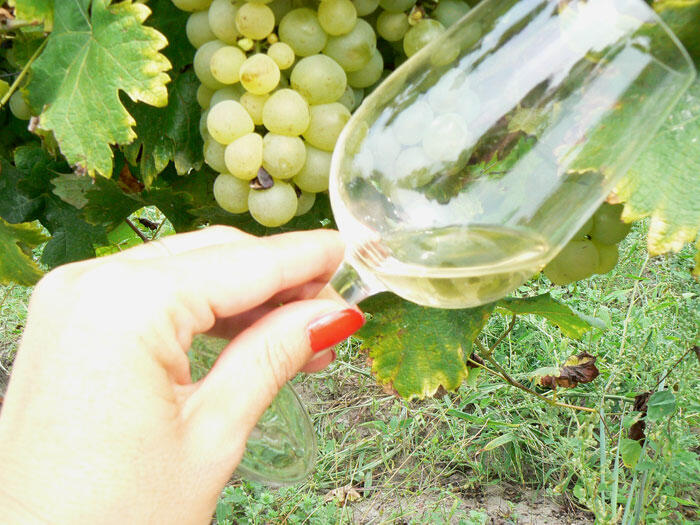 degustation-vin-