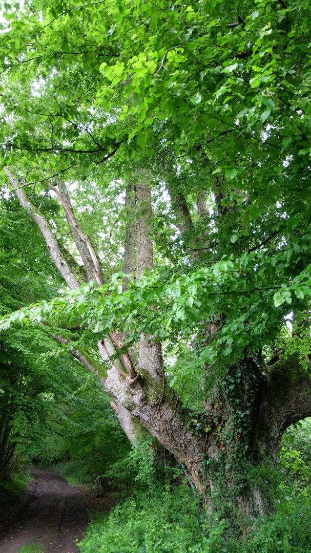 Viux bocage du Temple