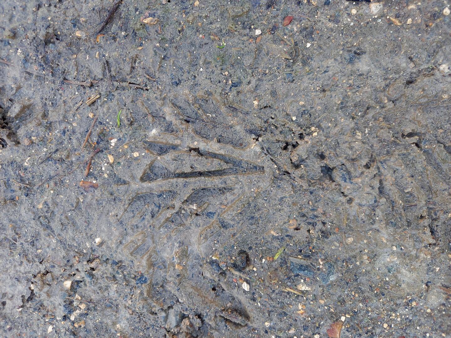 Traces-animaux