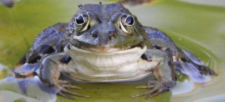 Grenouille verte