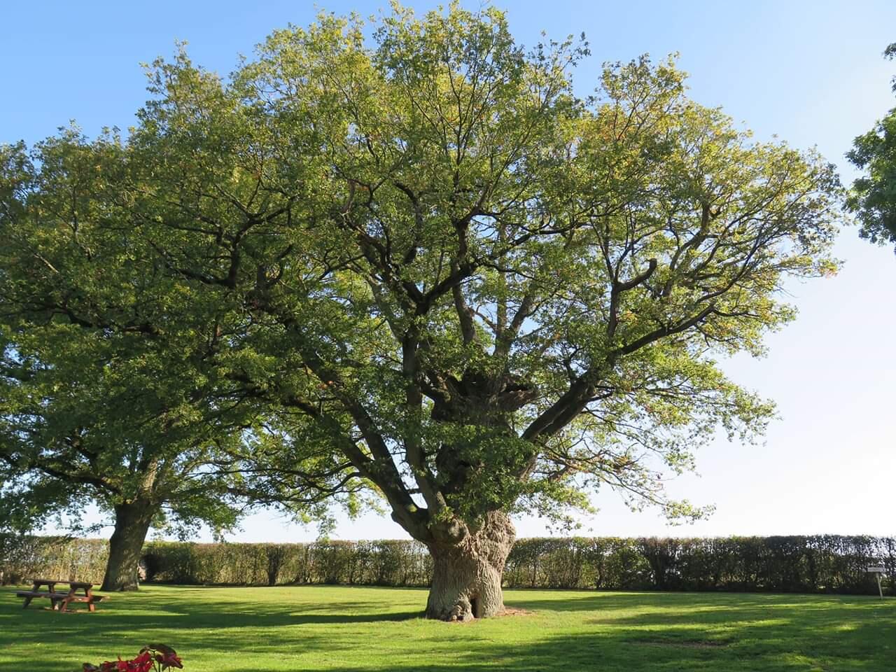 Le Vieux Chêne La Chapelle Vicomtesse