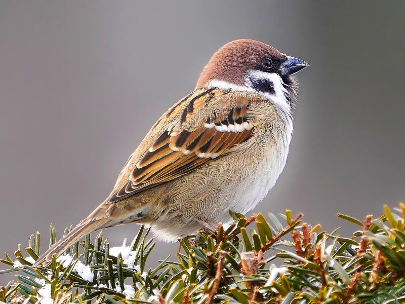 Atelier famille « Mangeoire à oiseaux »