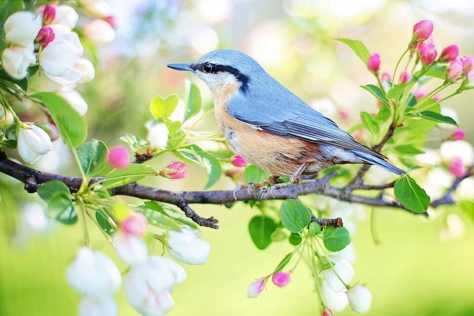 Oiseaux