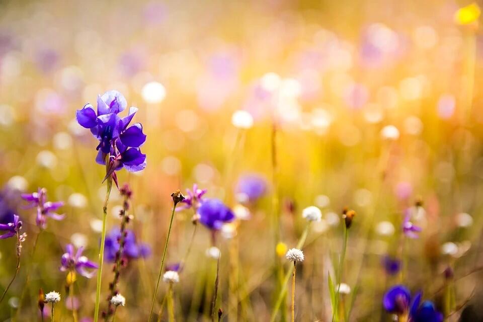 Orchidée