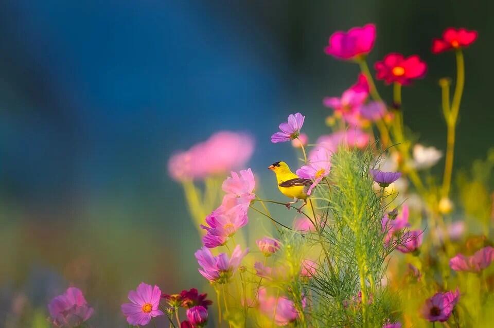 Fleurs