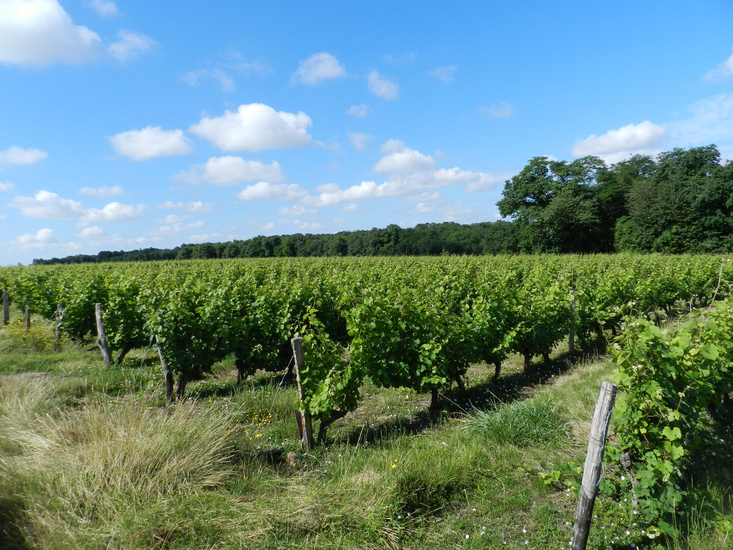 Domaine Cave aux Caux