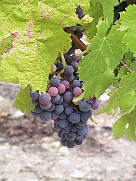 Randonnées au Domaine Sauvète