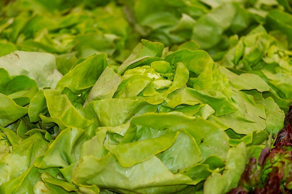 Salade - laitue