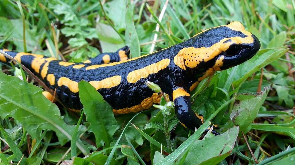 Salamandre