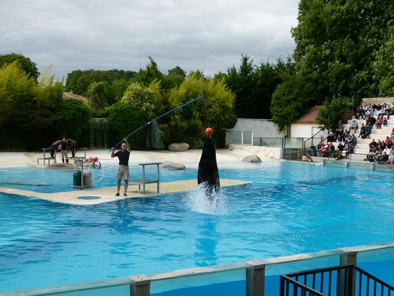 Spectacle - Otarie4_ZooParc_de_Beauval