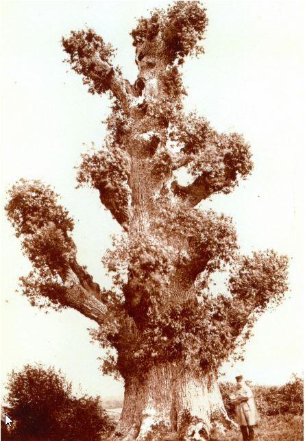 Trogne de la Guignière, Boursay, 1890
