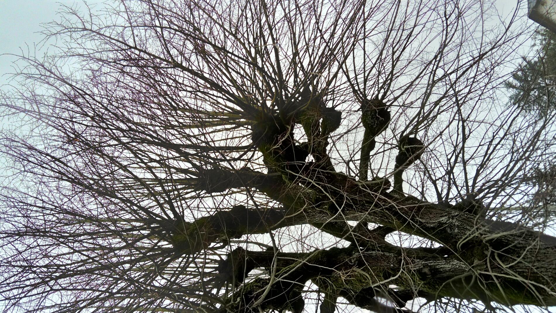 Trognes