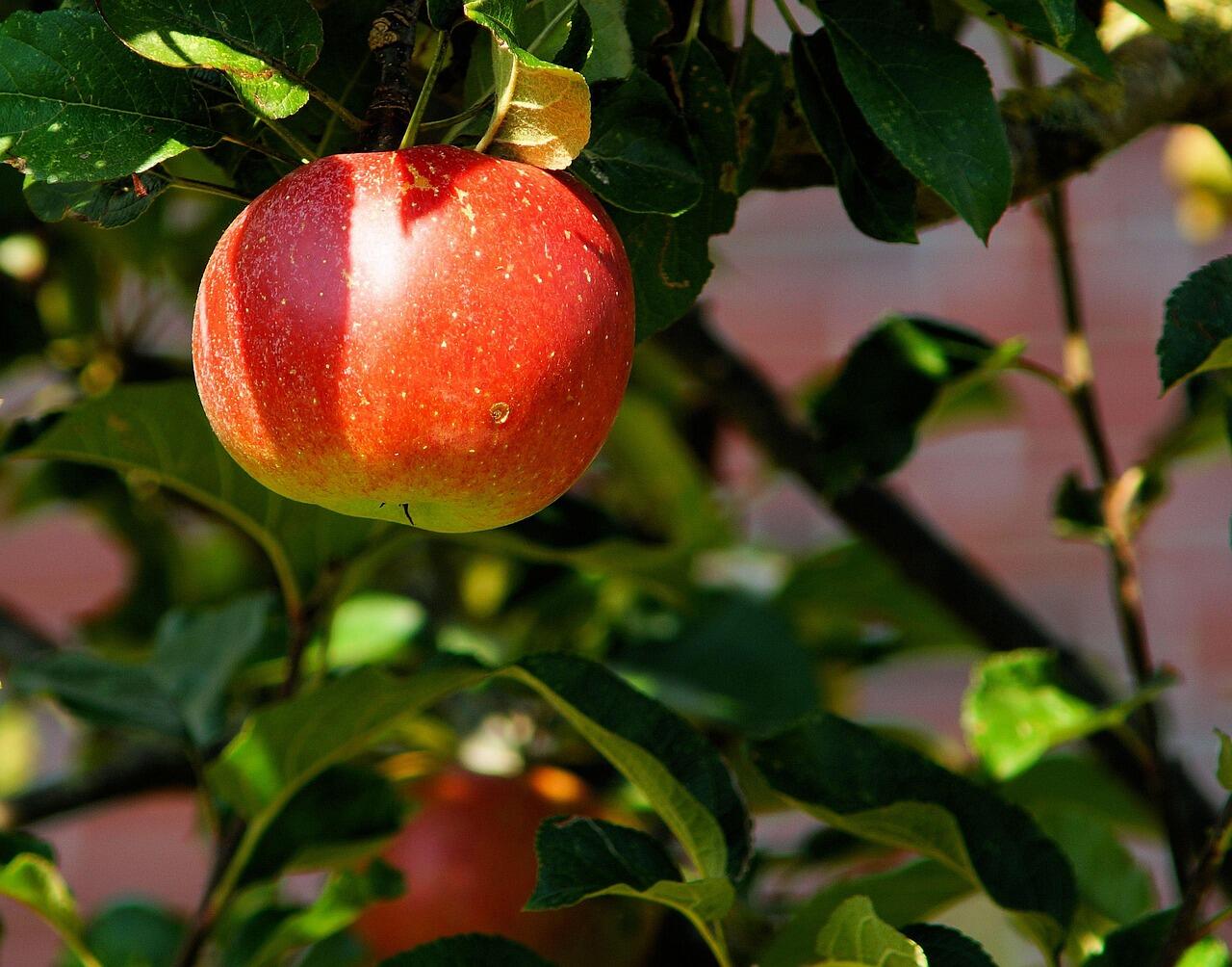 Pomme
