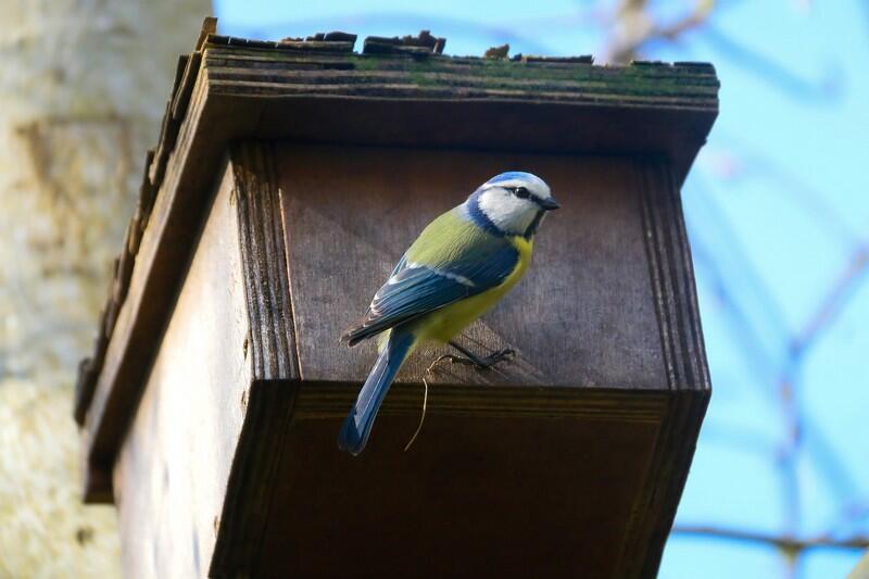 atelier-nichoir-oiseaux-loir-et-cher
