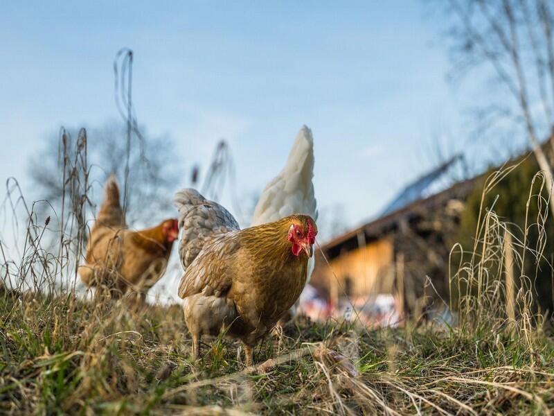 ferme-poules-loches-vadeloire