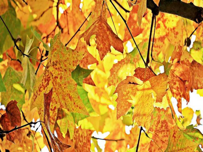 feuilles-automne-pixabay