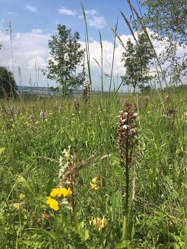 lavardin-nature-patrimoine