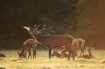 les-ânes-de-madame-week-end-randonnée-et-brame-du-cerf-en-sologne-vacances-famille-en-val-de-loire
