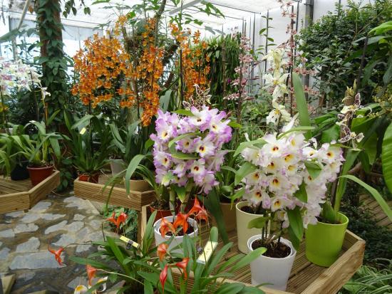loisirs_orchidium_fresnes