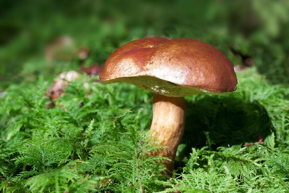 Champignons
