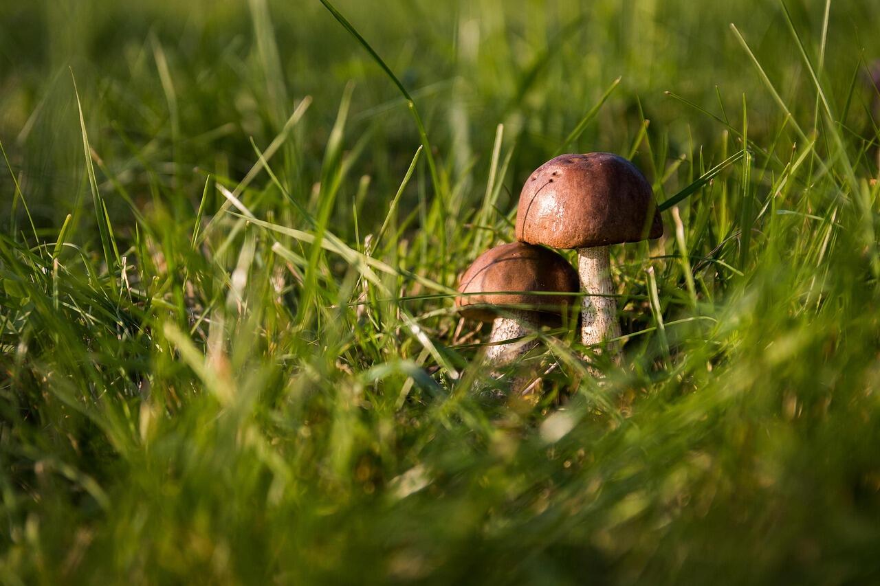 Champignons