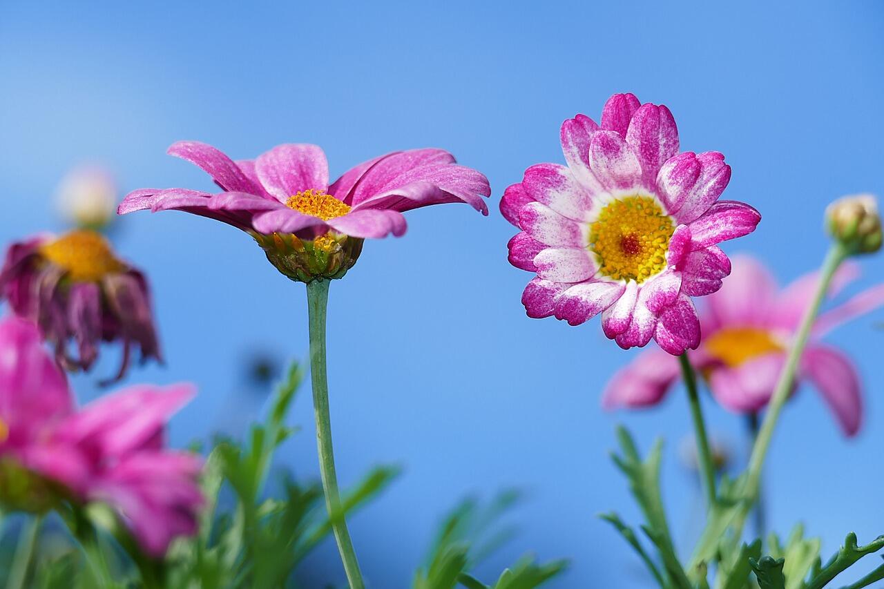 Plantes sauvages