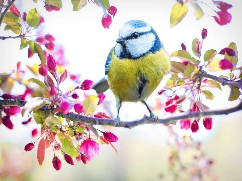 oiseau-ville-jardin-pixabay
