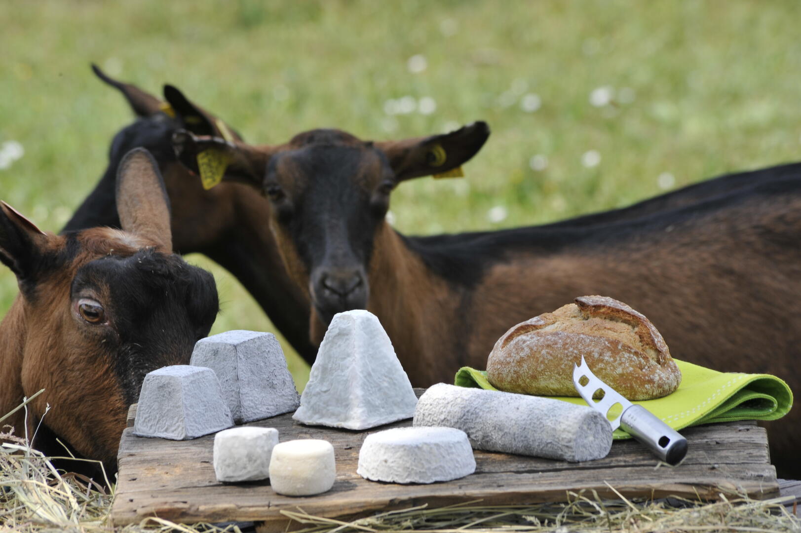 palais-ptit-chevre
