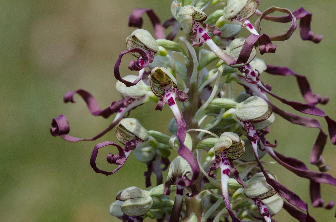 10_Himantoglossum hircinum Les Sables d'Olonne _YW19510 v2