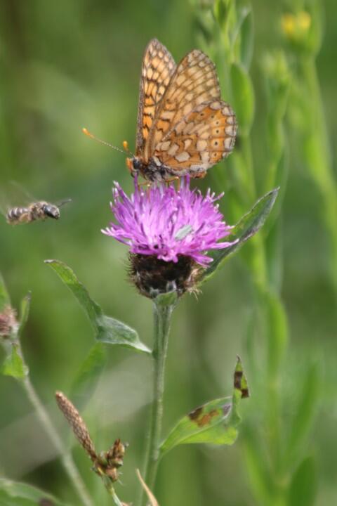 2022_05_07_pollinisateur_Credit_remi_jardin_PNRNM [Résolution de l'écran]