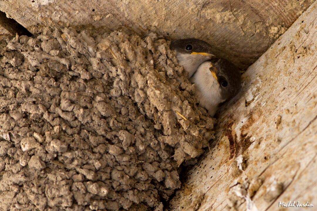 2022_06_11_oiseau_et_bati_credit_michel_jardin [Résolution de l'écran]