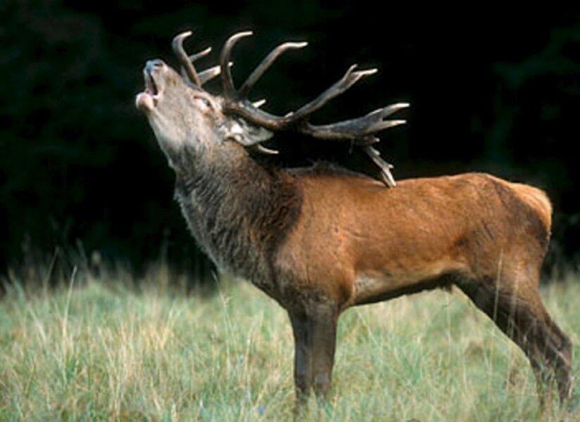 Brame du cerf