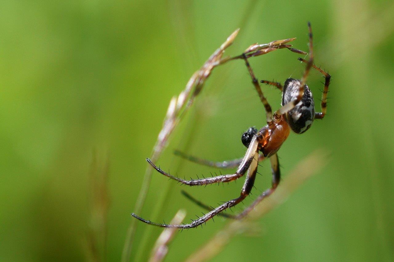 C.DELHOMMEAU_2020_araignée-CO