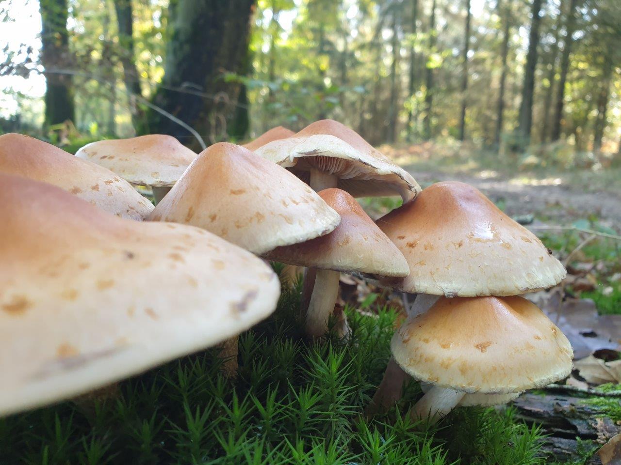 C.DELHOMMEAU_champignons
