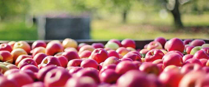 Les_Petites_Pépites_de_l'Automne-49-FMA-photo2