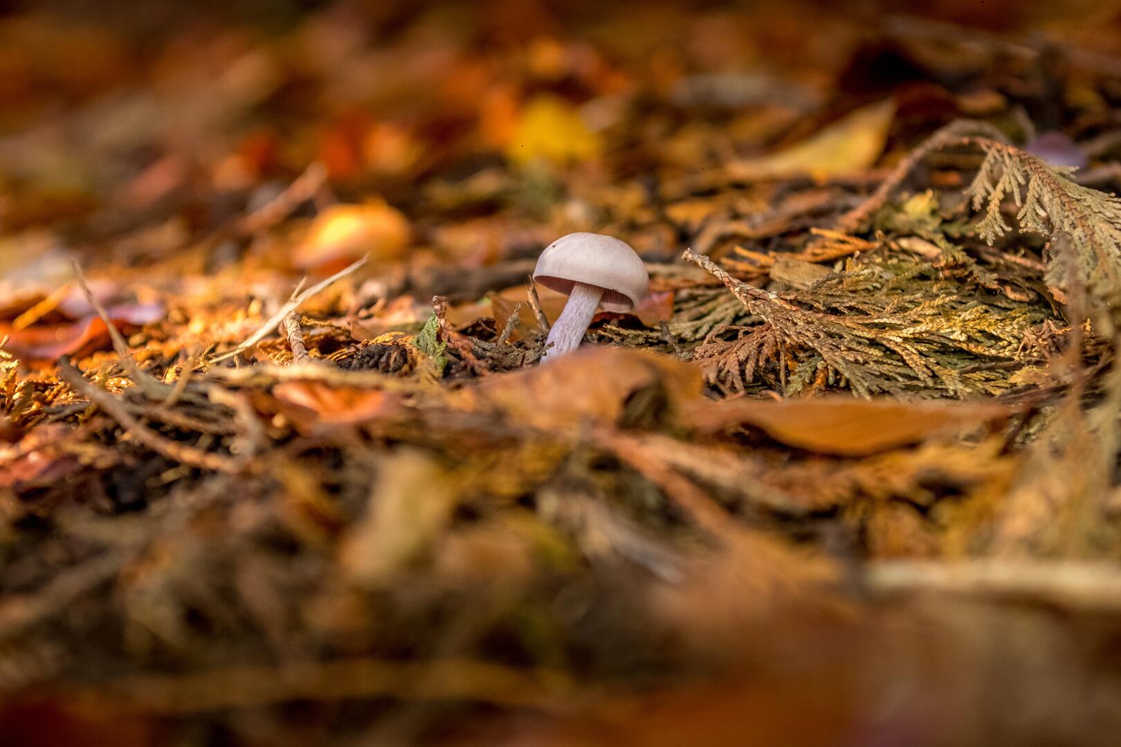 Champignon - © Fabien Chéré