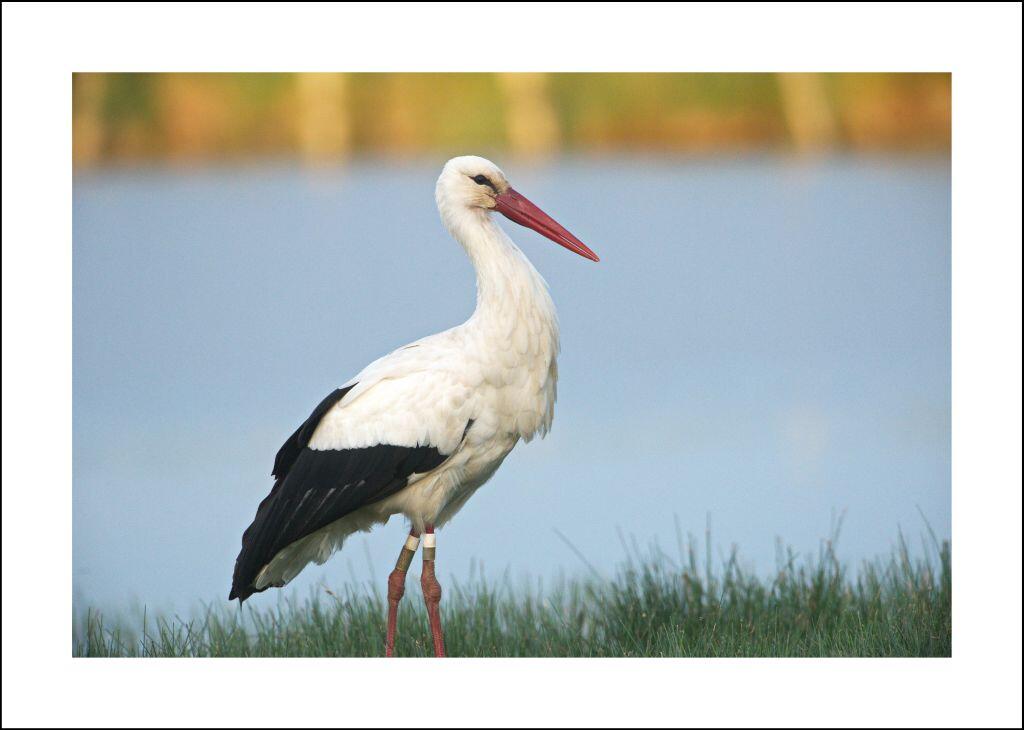 Cigogne blanche_24 72 dpi