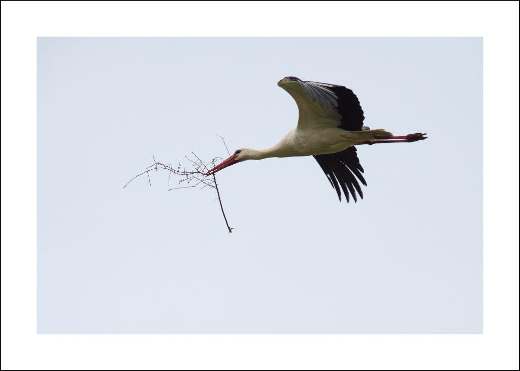 Cigogne blanche_26 72dpi