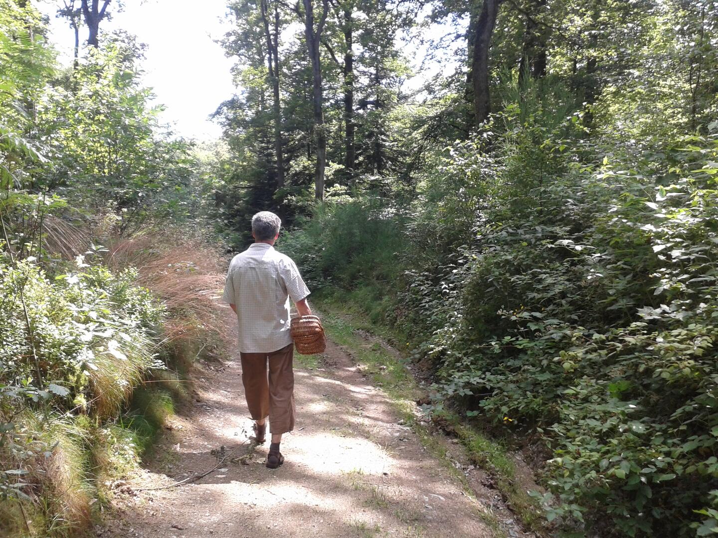 Cueillette en forêt