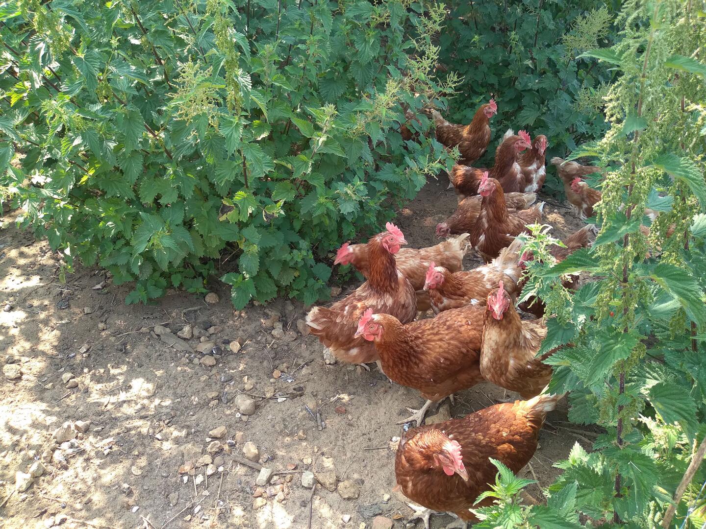 Ferme de la Mandinière (3)