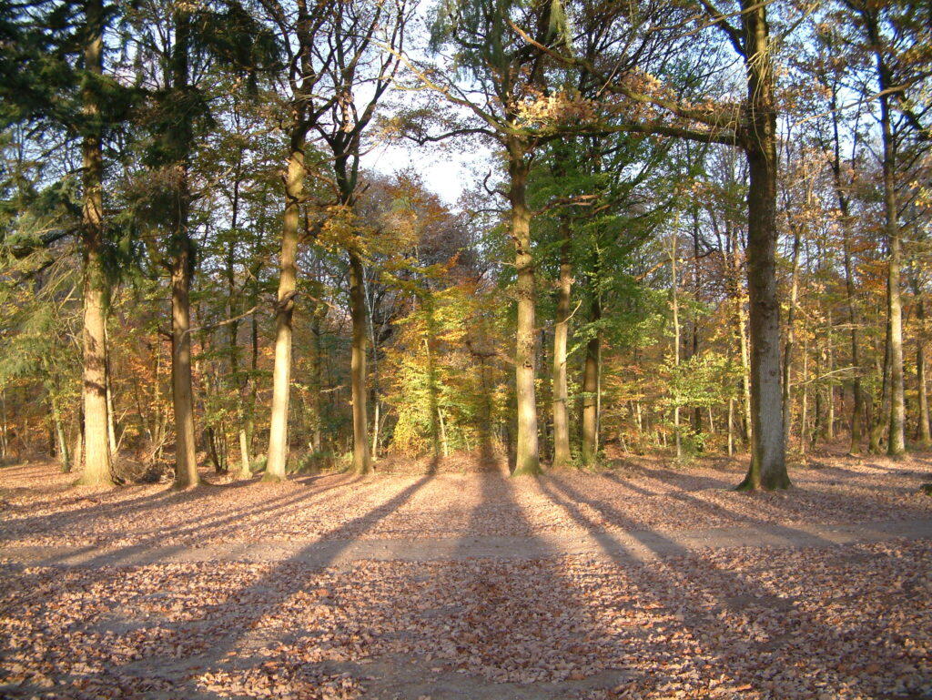 Forêt-de-Combrée