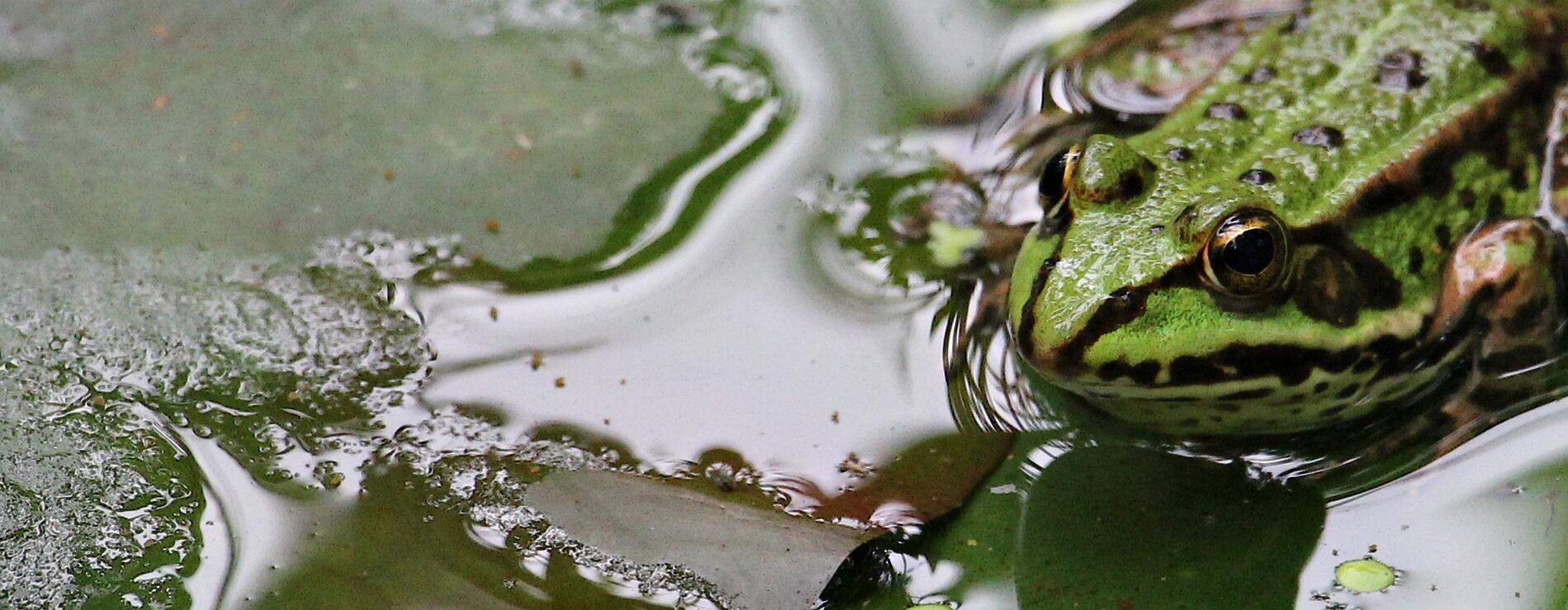 Grenouille verte Pixabay