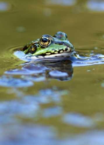 Grenouille