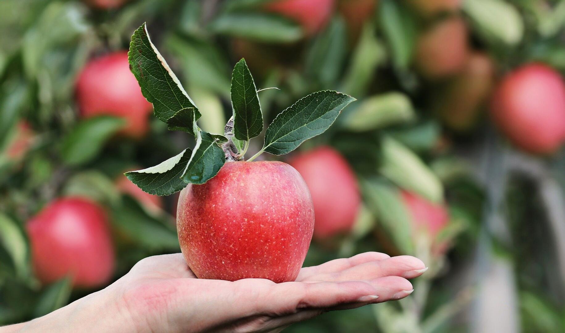 POMME