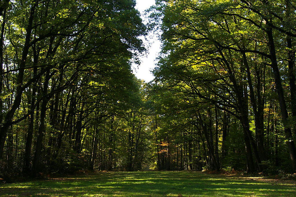 PNA53- Forêt de la Grande Charnie