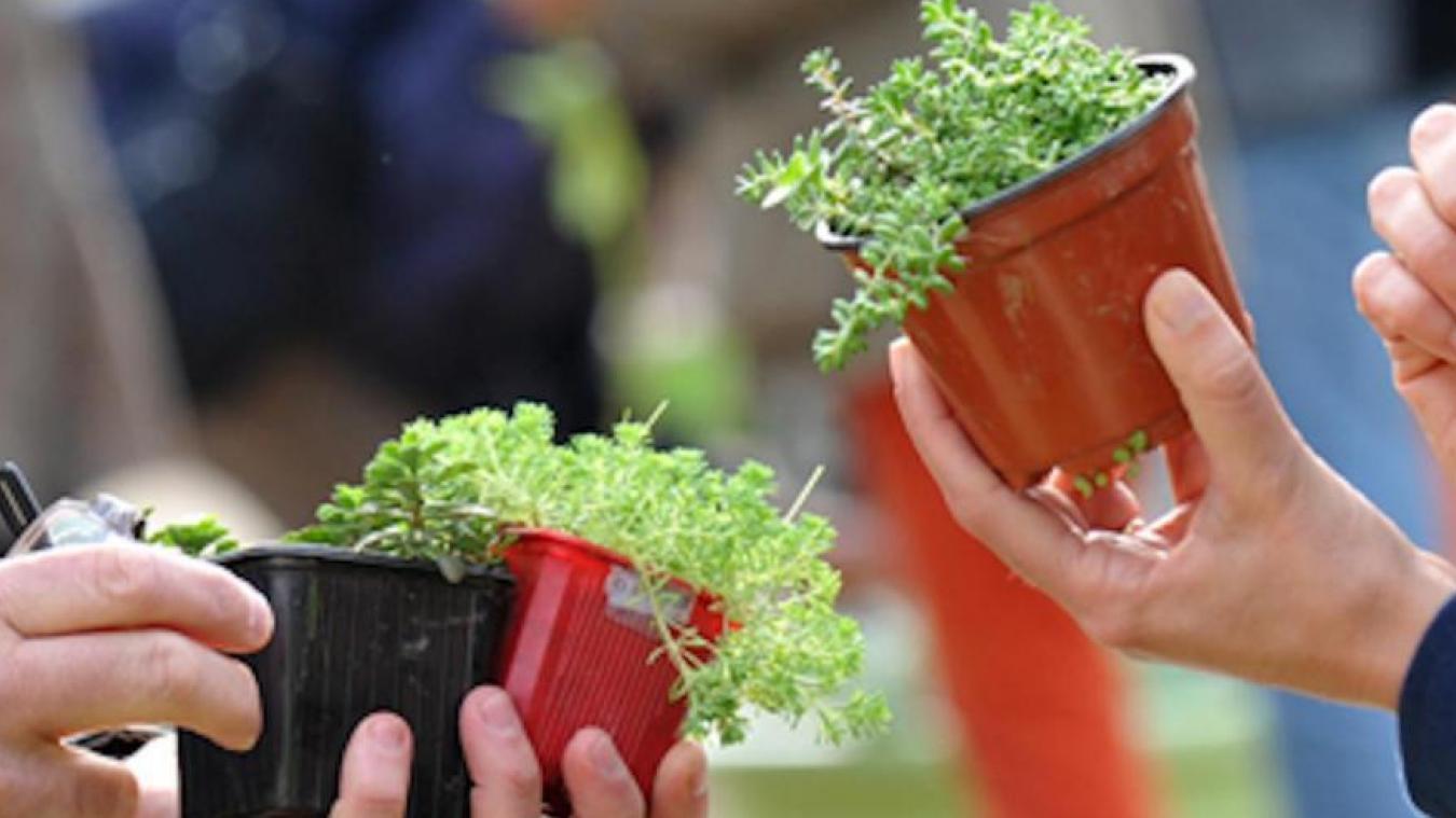 Troc' plantes