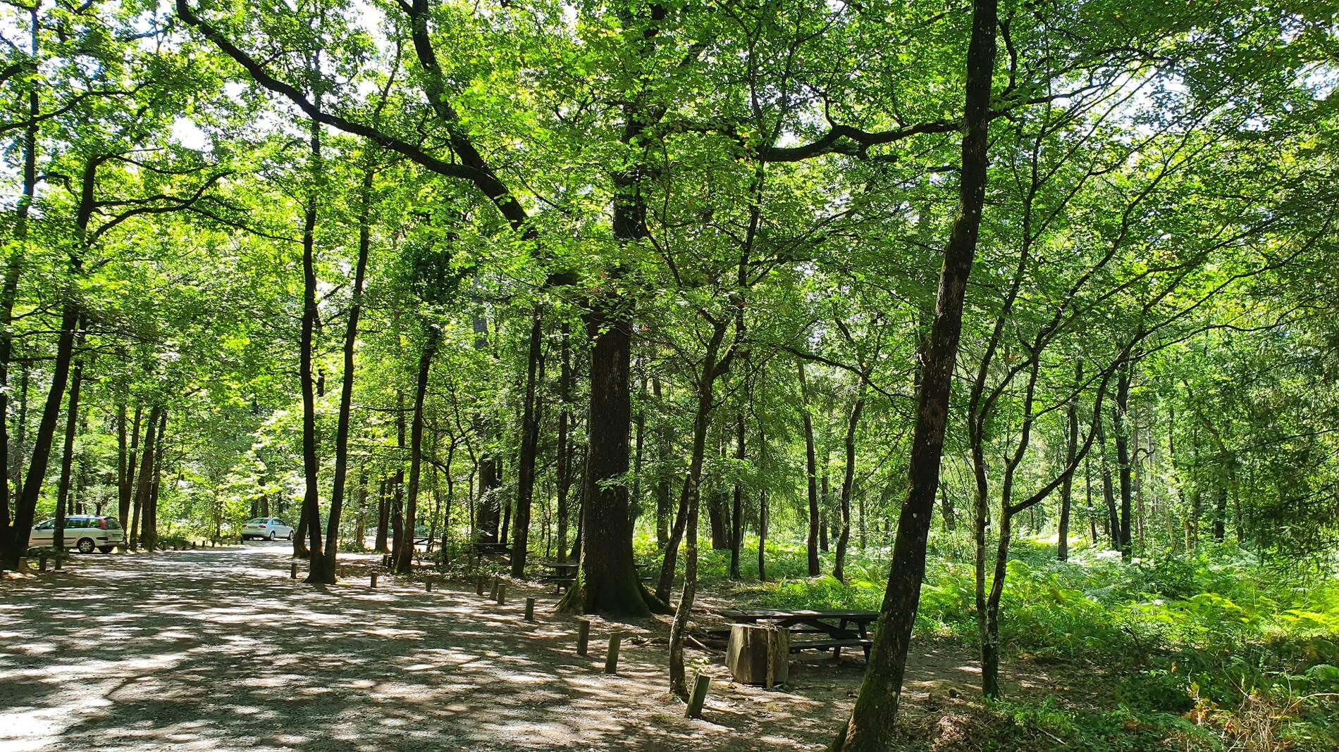 aire-de-pique-nique-foret-mervent-l-ermite-85200-1