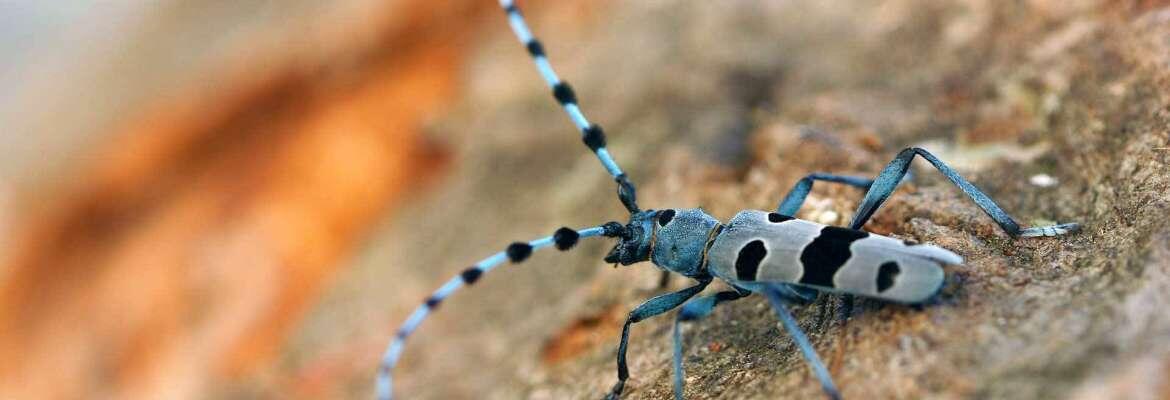 baludik-rosie-fait-son-nid